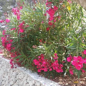 Cala Galdana Appartement